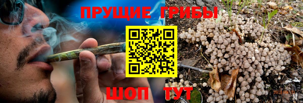 Кизляр  Галлюциногенные грибы GOLDEN TEACHER  сколько стоит  Вход с VPN  Галлюциногенные грибы Psilocybine cubensis 